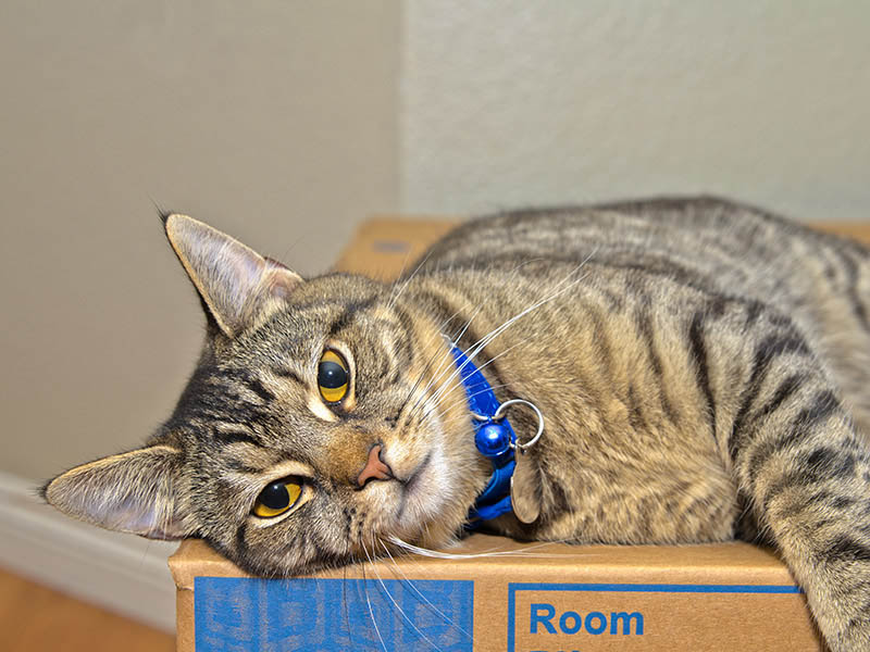 cat laying on moving box