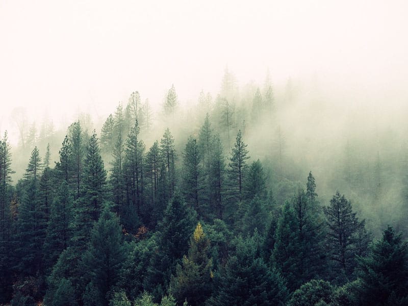 foggy forest